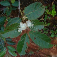 Psidium guajava L.
